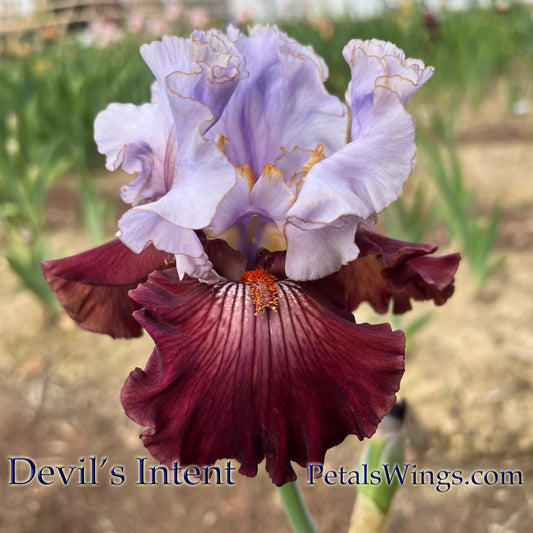 DEVIL'S INTENT - 2016 Tall Bearded Iris