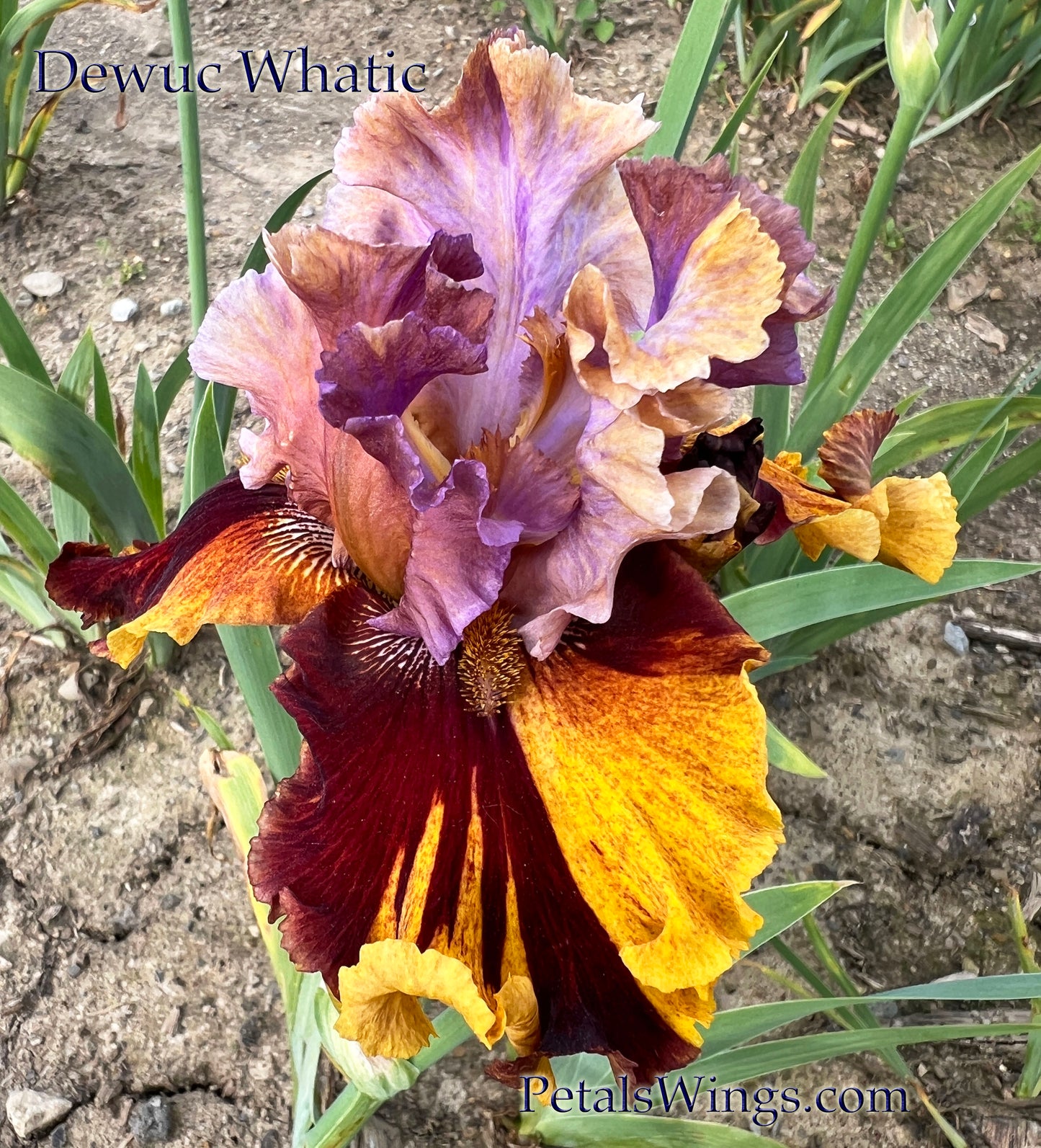 DEWUC WHATIC - Tall Bearded iris