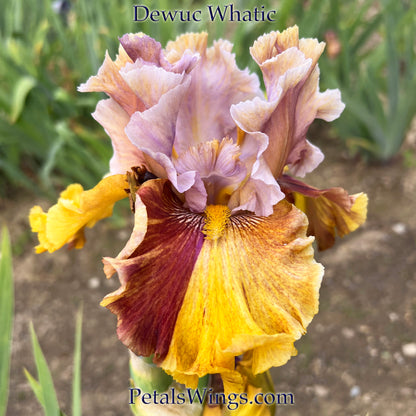 DEWUC WHATIC - Tall Bearded iris