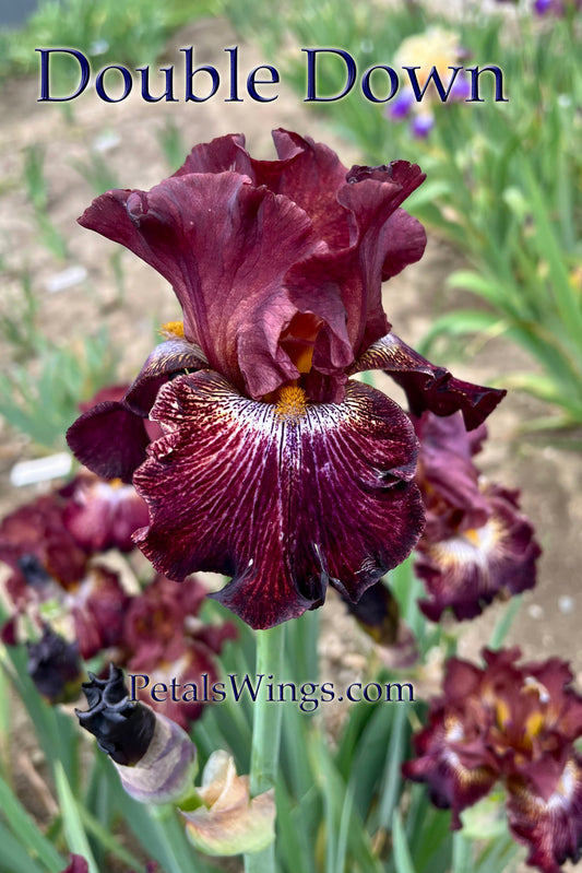 DOUBLE DOWN - 2009 - TB - Reblooming