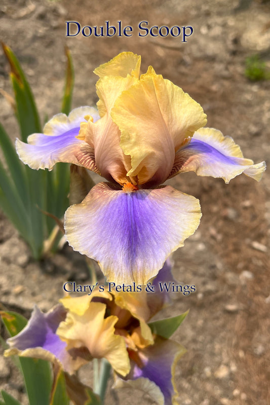DOUBLE SCOOP Historic & Reblooming Tall Bearded Iris