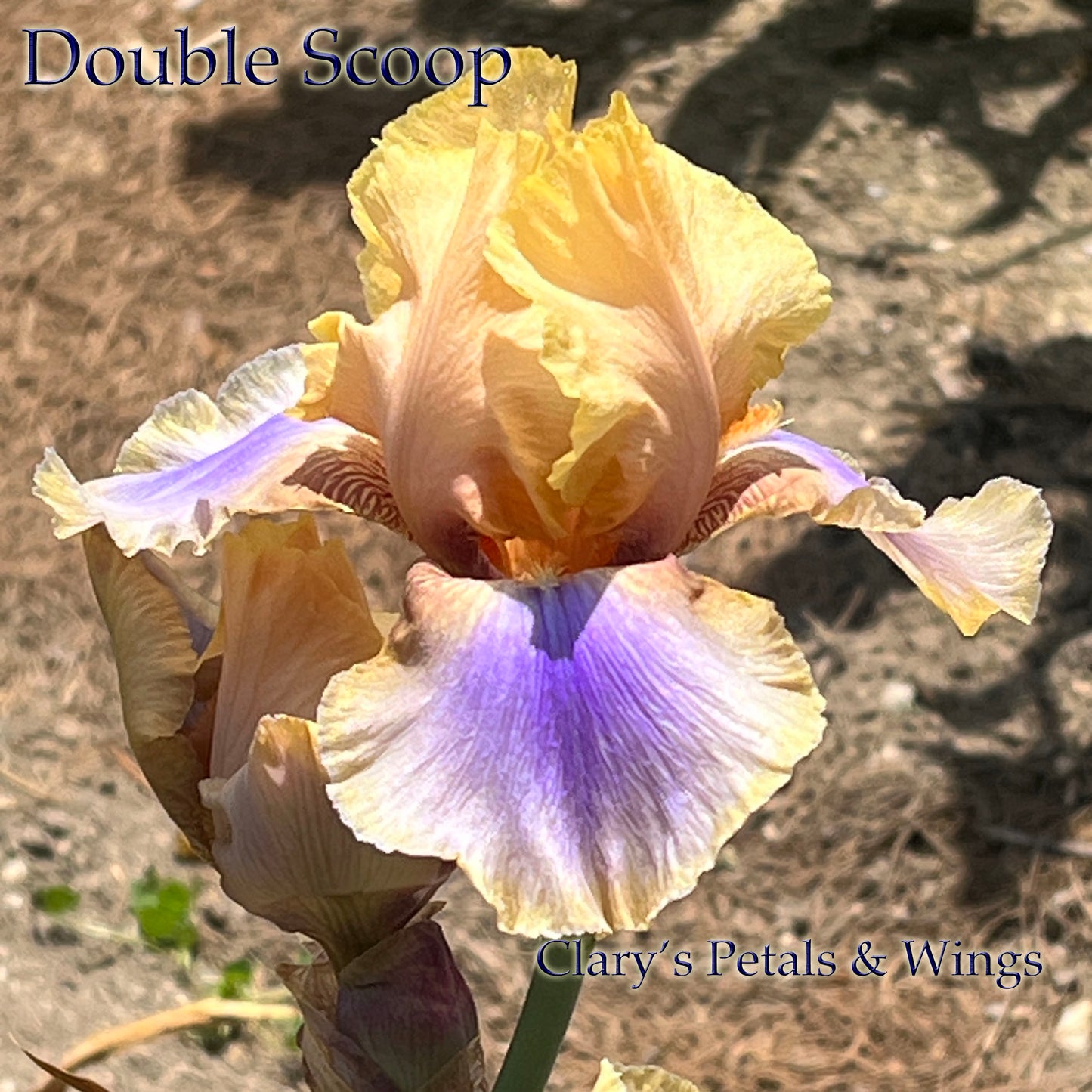 DOUBLE SCOOP Historic & Reblooming Tall Bearded Iris