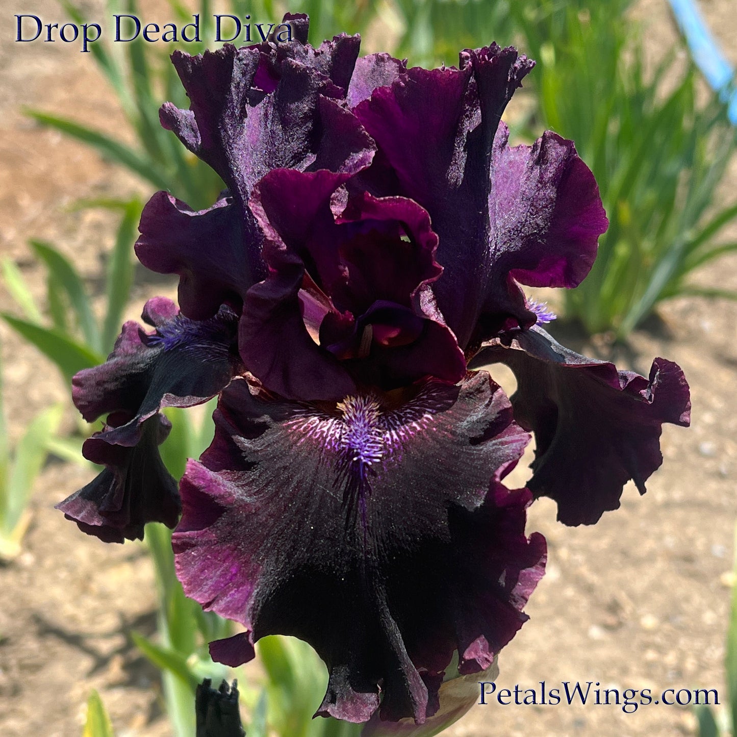 DROP DEAD DIVA - 2012  Tall Bearded Iris