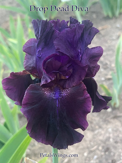 DROP DEAD DIVA - 2012  Tall Bearded Iris