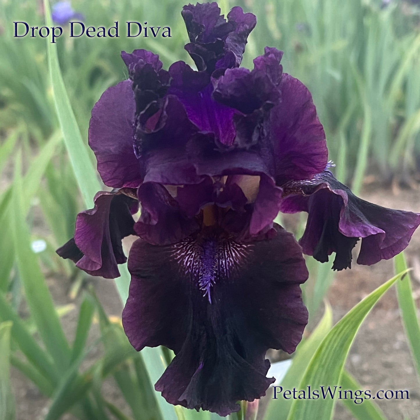 DROP DEAD DIVA - 2012  Tall Bearded Iris