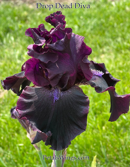 DROP DEAD DIVA - 2012  Tall Bearded Iris