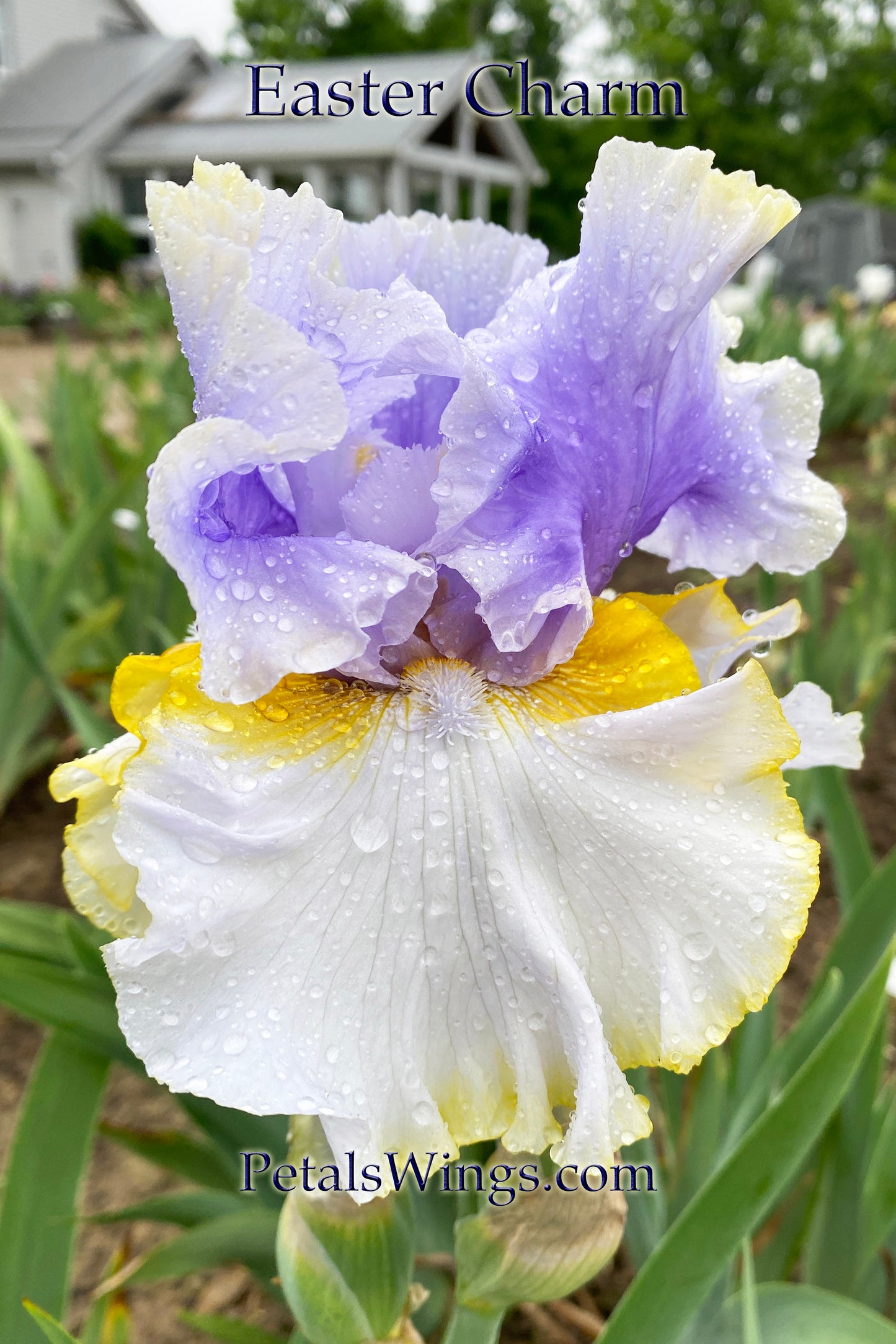 EASTER CHARM - 2019 - TB