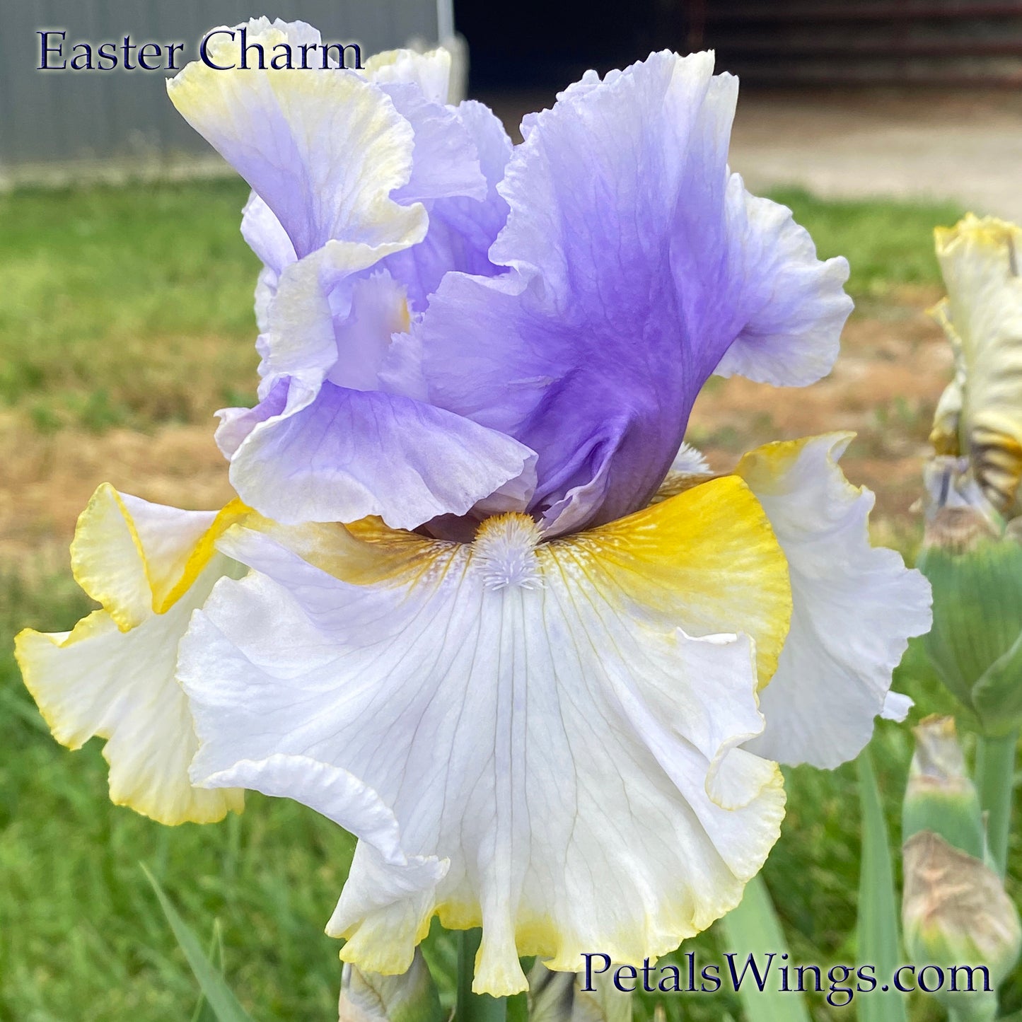 EASTER CHARM - 2019 - TB