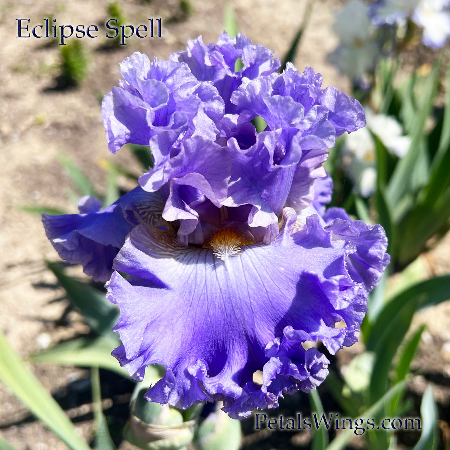 ECLIPSE SPELL - 2018 - Tall Bearded Iris