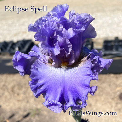 ECLIPSE SPELL - 2018 - Tall Bearded Iris