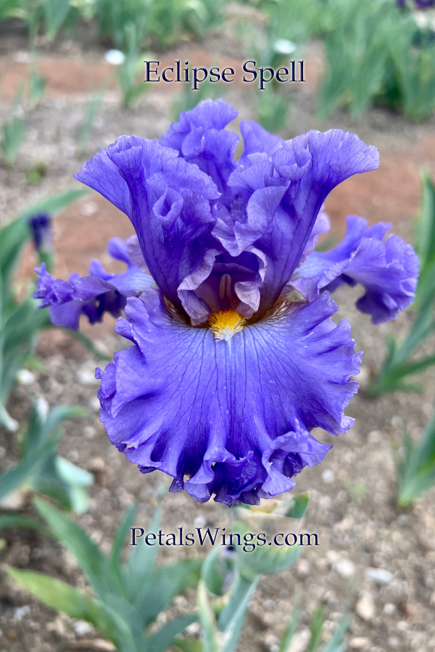 ECLIPSE SPELL - 2018 - Tall Bearded Iris