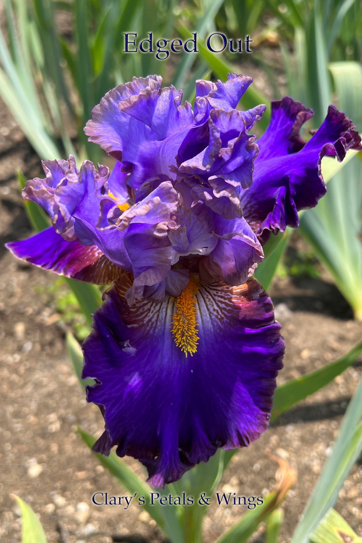 EDGED OUT - 2021 Tall Bearded Iris - ruffled and serrated; slight sweet fragrance