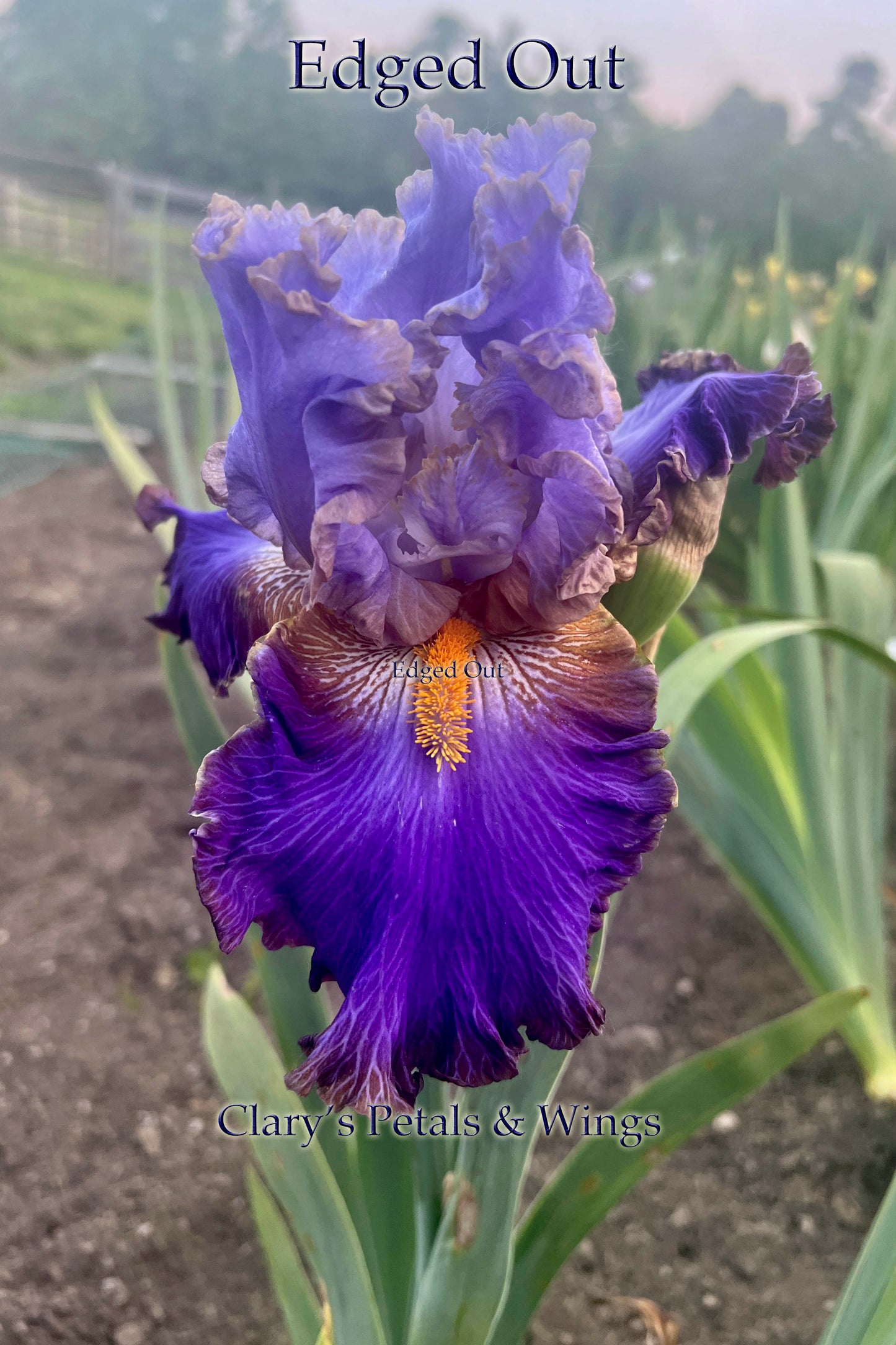 EDGED OUT - 2021 Tall Bearded Iris - ruffled and serrated; slight sweet fragrance