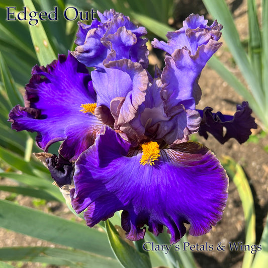 EDGED OUT - 2021 TB - Fragrant