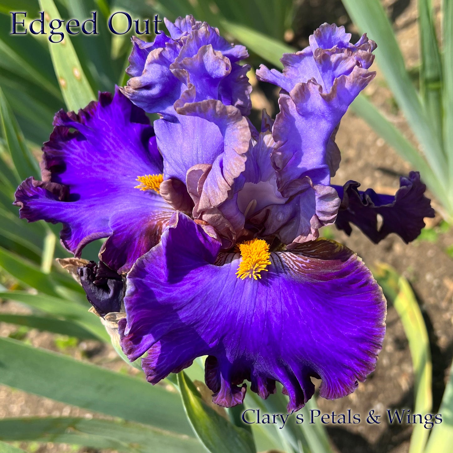 EDGED OUT - 2021 Tall Bearded Iris - ruffled and serrated; slight sweet fragrance