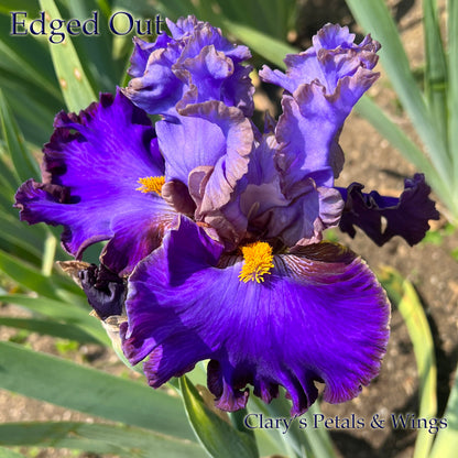 EDGED OUT - 2021 Tall Bearded Iris - ruffled and serrated; slight sweet fragrance