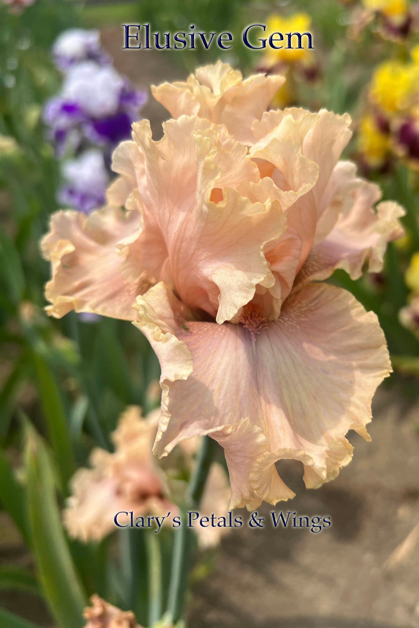 ELUSIVE GEM - 2020 Tall Bearded Iris