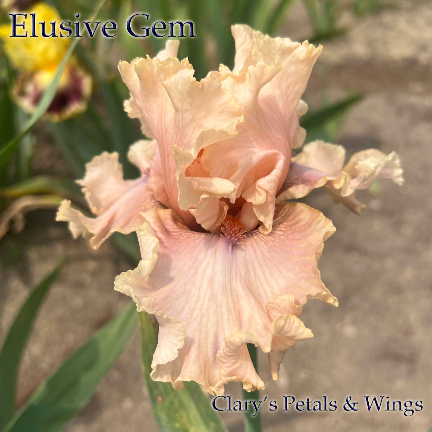 ELUSIVE GEM - 2020 Tall Bearded Iris