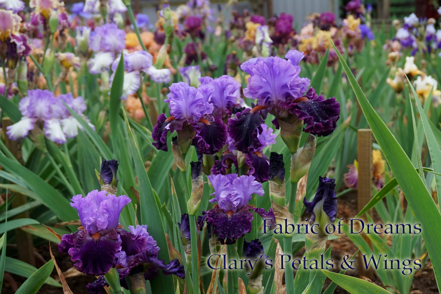 FABRIC OF DREAMS - 2011 - TB - Fragrant