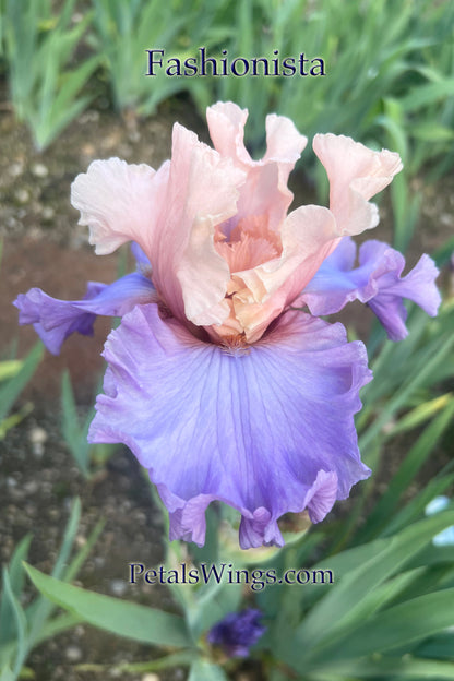 FASHIONISTA - 2005  Reblooming Tall Bearded Iris