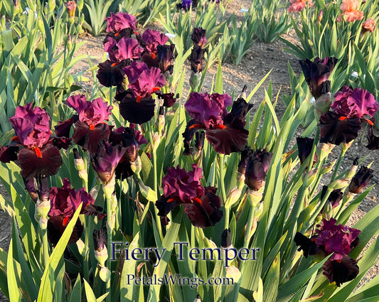 FIERY TEMPER - 2000 - TB - Fragrant