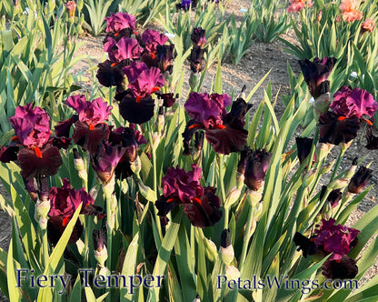 FIERY TEMPER - 2000 Tall Bearded Iris - Garden Standout - Award Winner!
