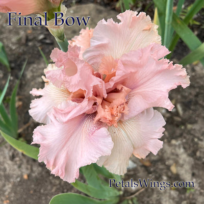 FINAL BOW - 2024 - TB - Fragrant