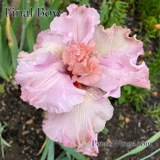 FINAL BOW - 2024 - TB - Fragrant