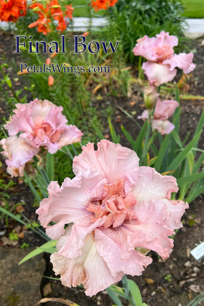 FINAL BOW - 2024 - TB - Fragrant