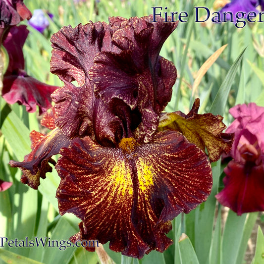 FIRE DANGER - 2015 - TB