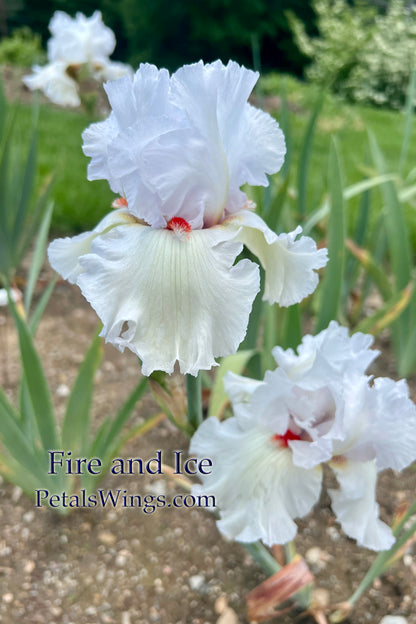 FIRE AND ICE - 2012 - Fragrant