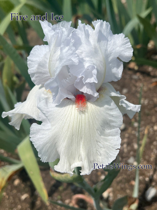 FIRE AND ICE - 2012 - Fragrant