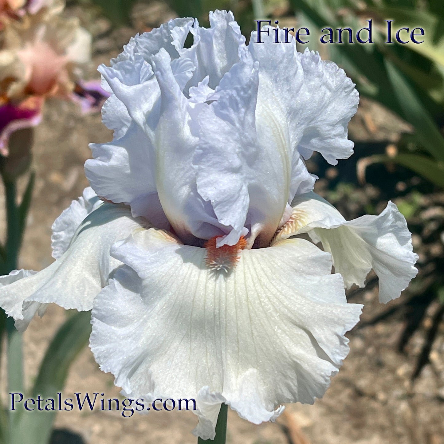 FIRE AND ICE - 2012 - Fragrant