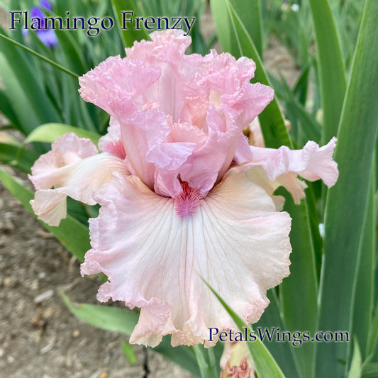 FLAMINGO FRENZY - 2012 - TB