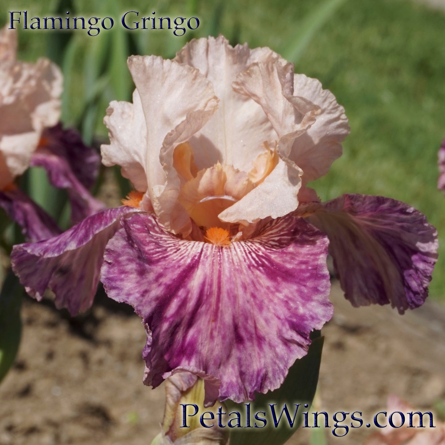 FLAMINGO GRINGO - 2008 - TB