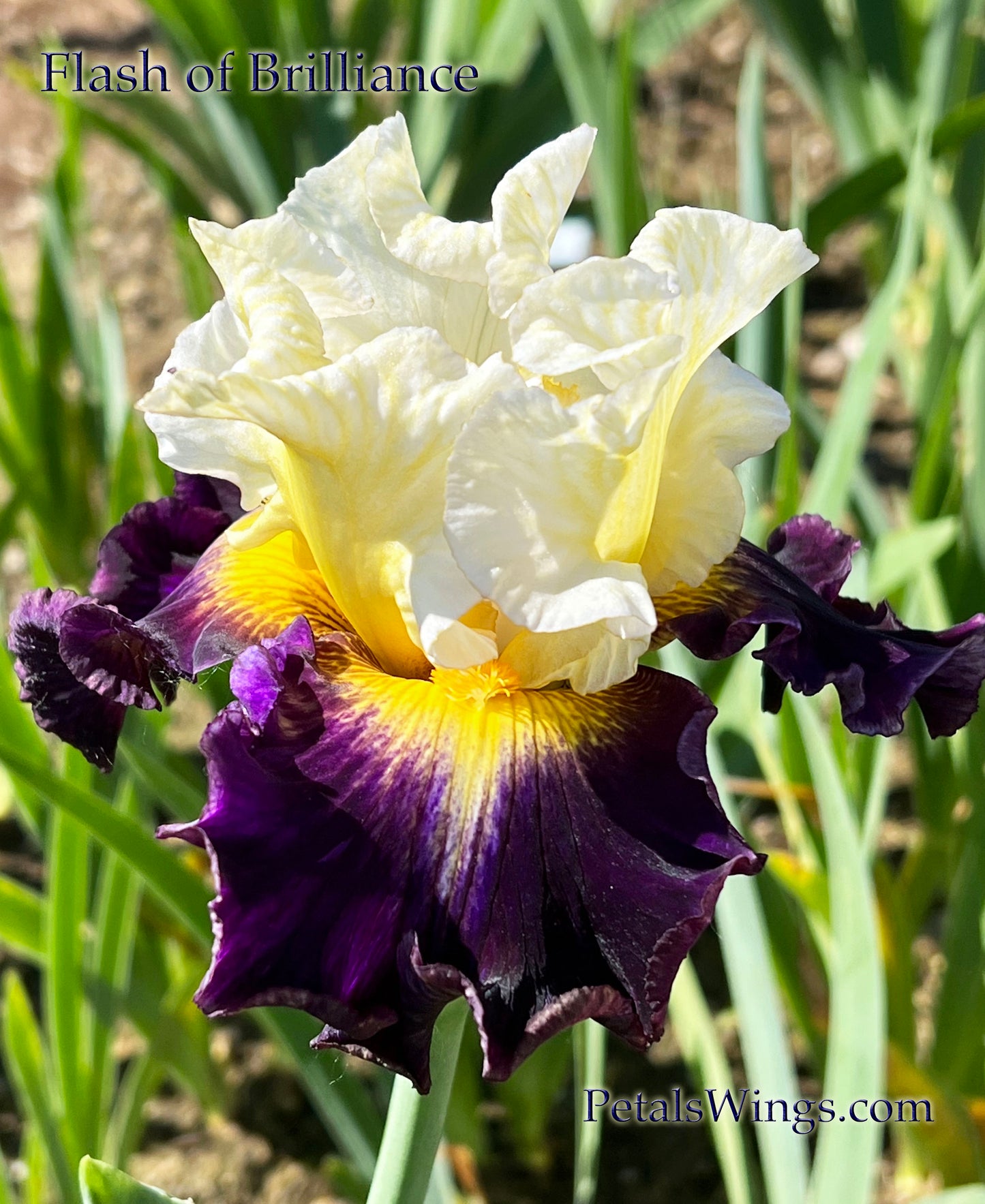 FLASH OF BRILLIANCE - Tall Bearded Iris