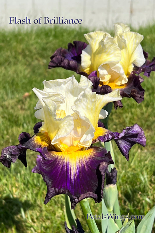 FLASH OF BRILLIANCE - Tall Bearded Iris