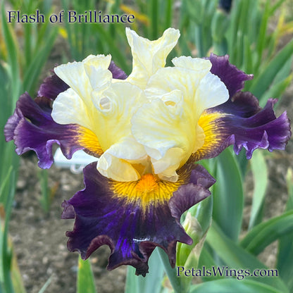 FLASH OF BRILLIANCE - Tall Bearded Iris