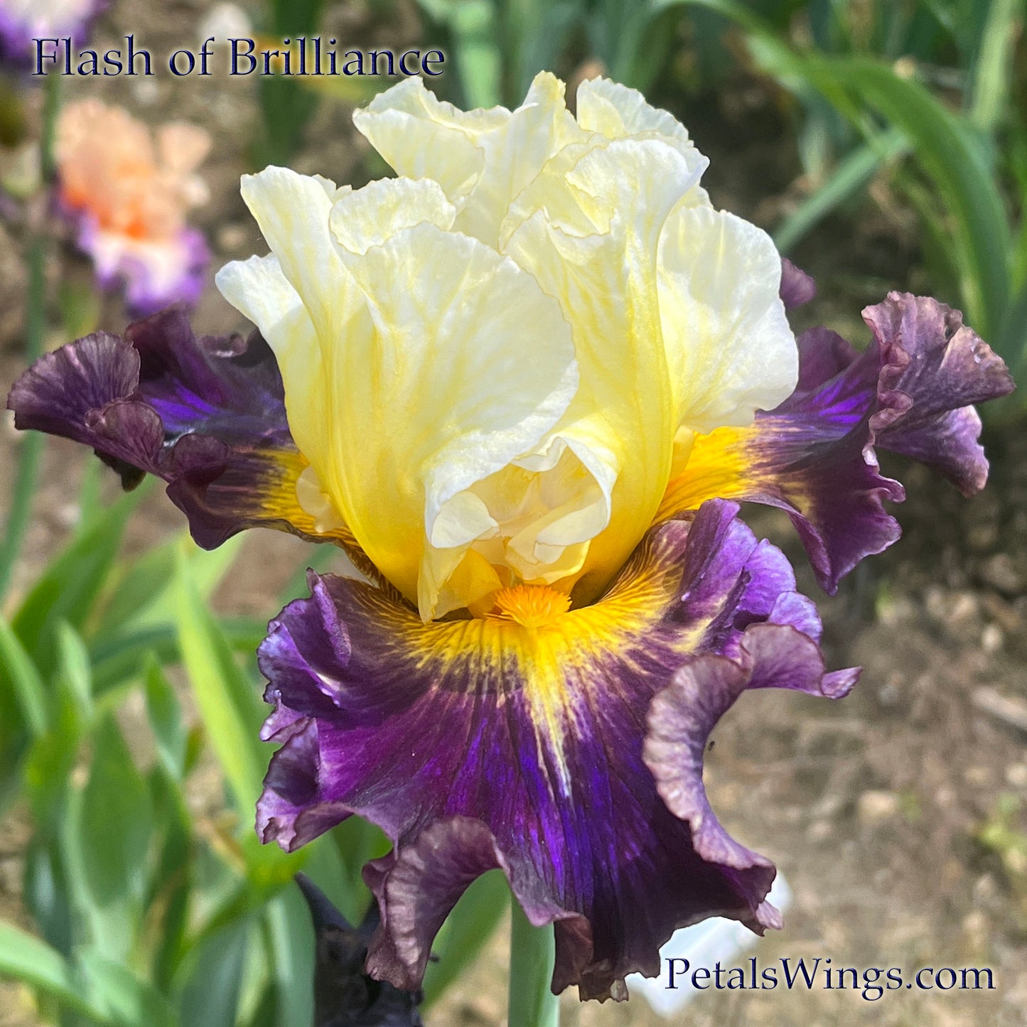 FLASH OF BRILLIANCE - Tall Bearded Iris