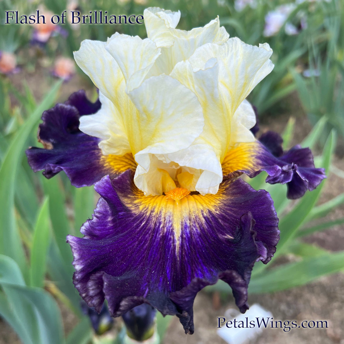 FLASH OF BRILLIANCE - Tall Bearded Iris