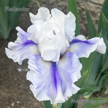 FLATLANDER - 2022  Tall Bearded Iris