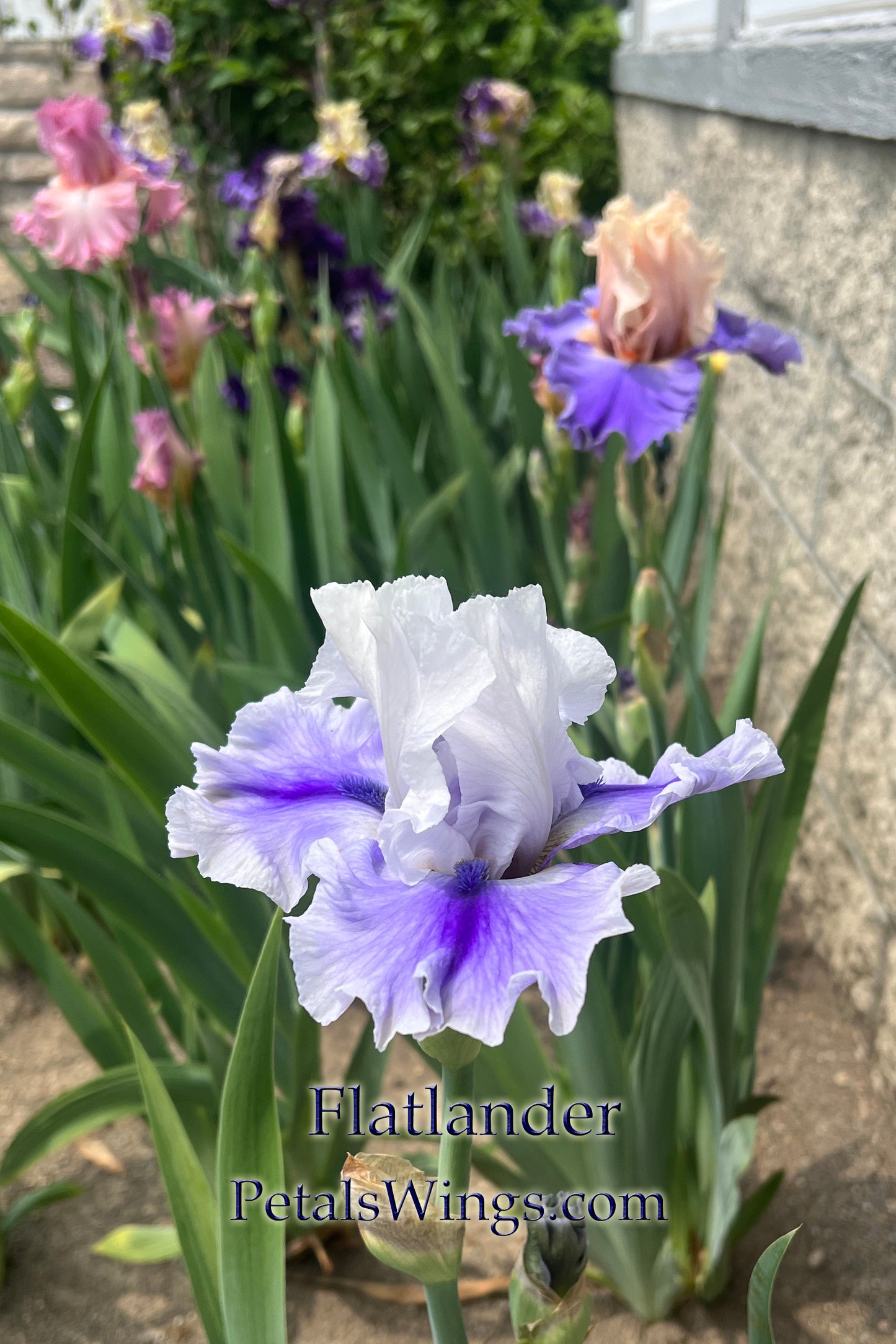 FLATLANDER - 2022  Tall Bearded Iris