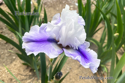 FLATLANDER - 2022  Tall Bearded Iris