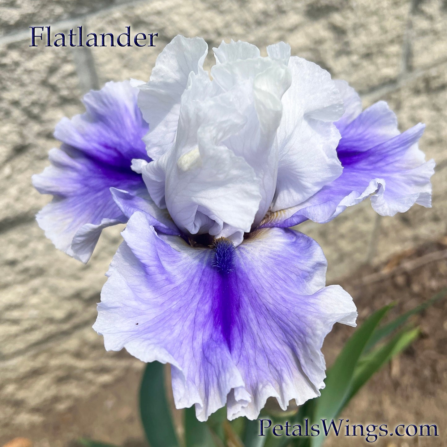 FLATLANDER - 2022  Tall Bearded Iris