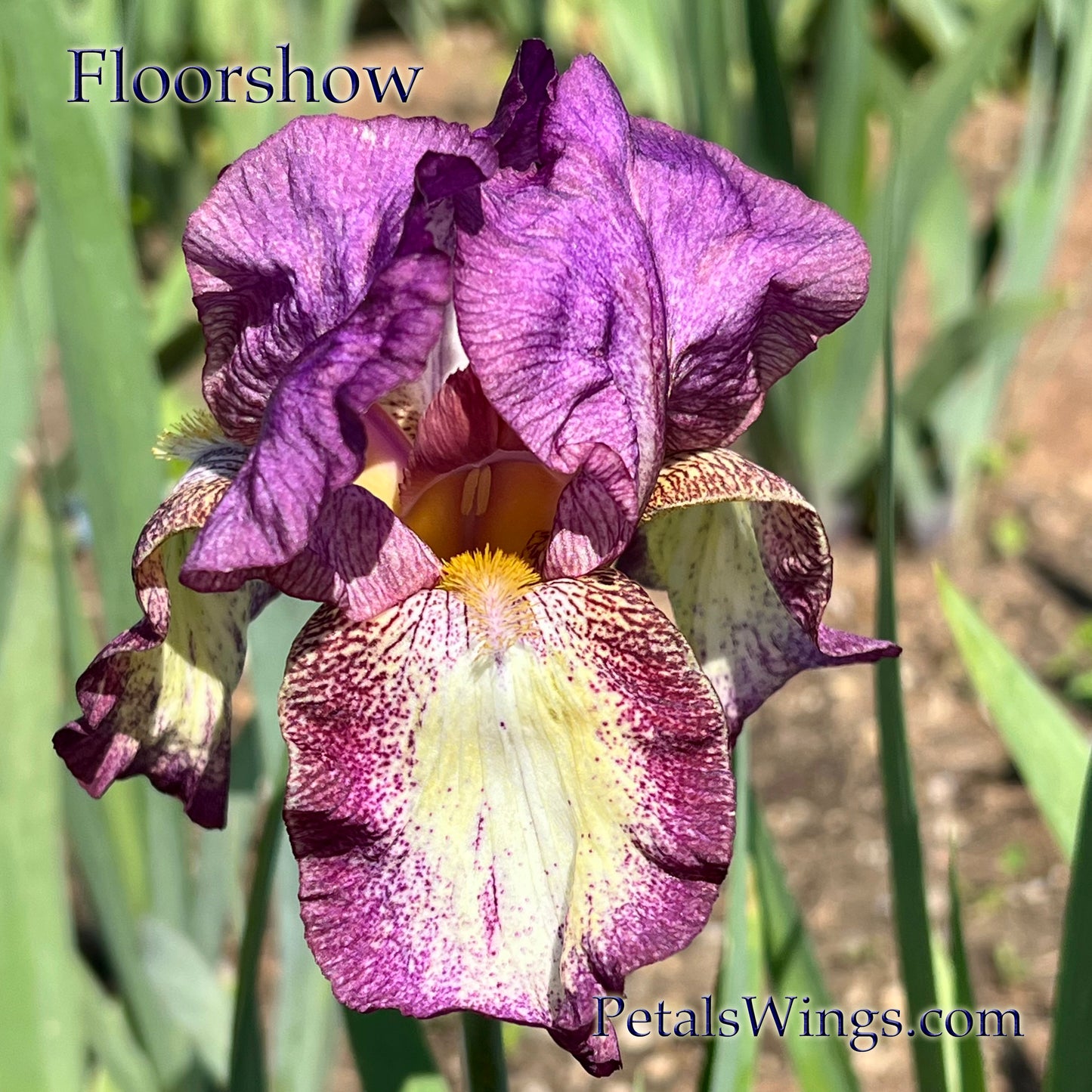 FLOORSHOW - 1988 - TB - Reblooming & Fragrant