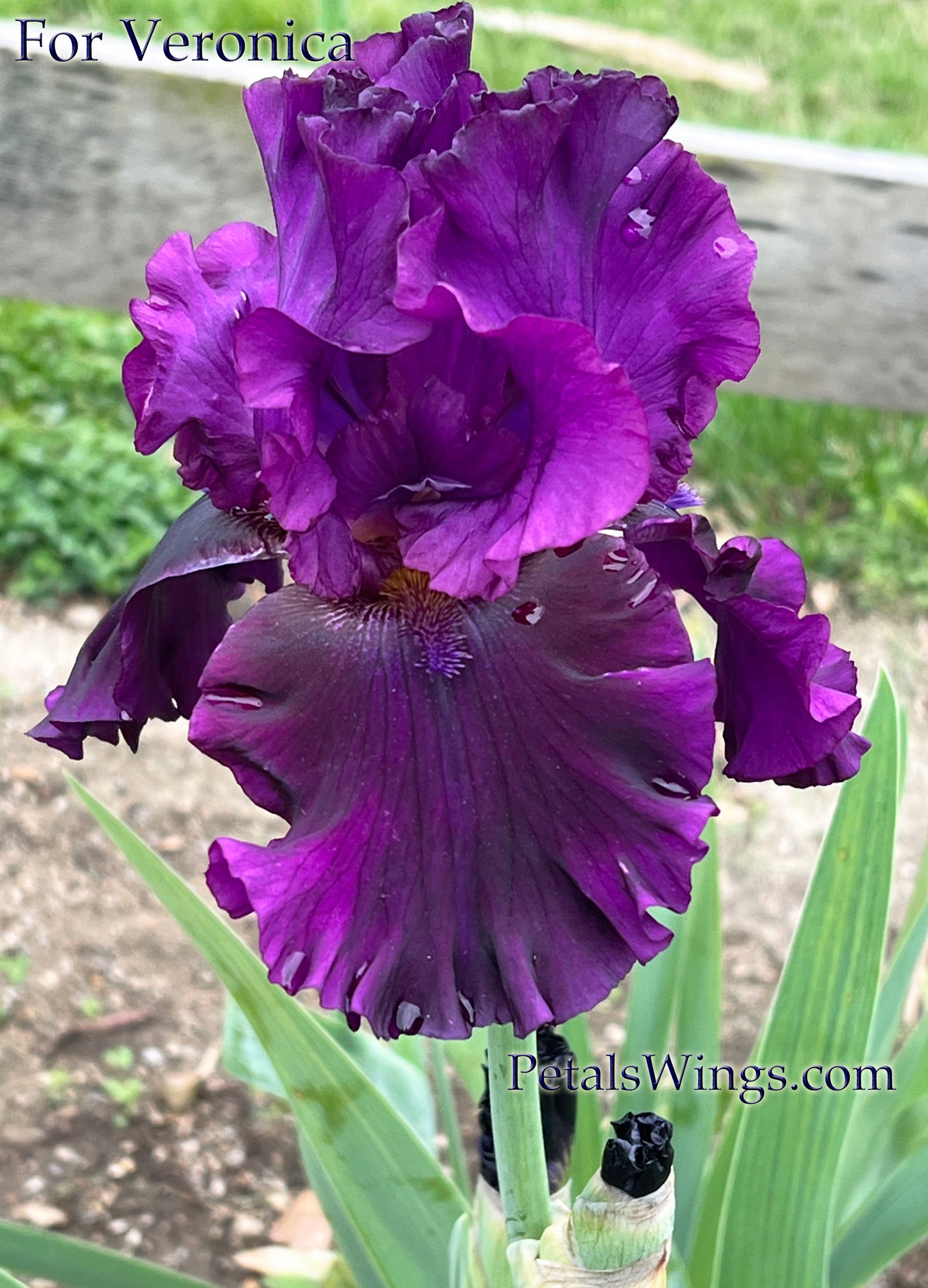 FOR VERONICA - 2015 - Tall Bearded Iris