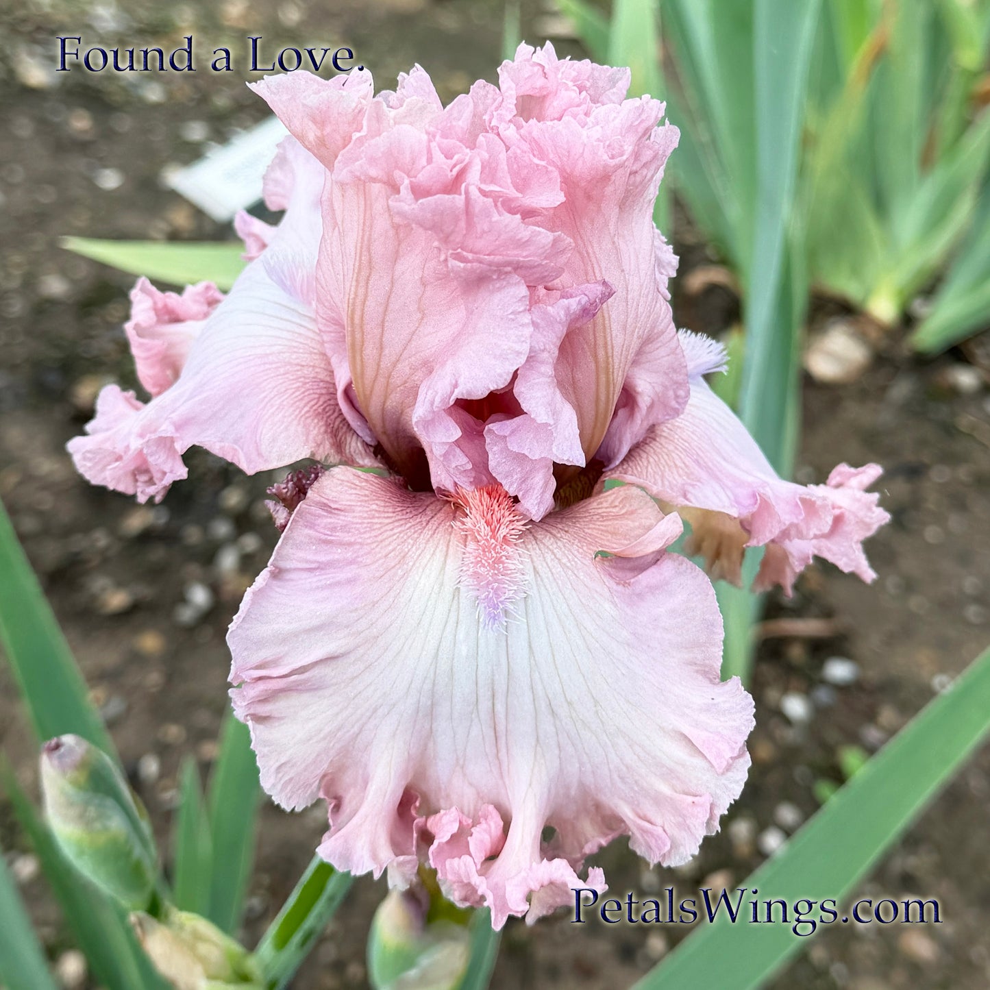 FOUND A LOVE - 2024 - TB - Fragrant