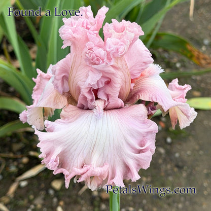 FOUND A LOVE - 2024 - TB - Fragrant