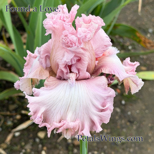 FOUND A LOVE - 2024 - TB - Fragrant