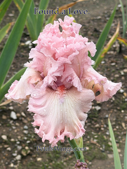 FOUND A LOVE - 2024 - TB - Fragrant
